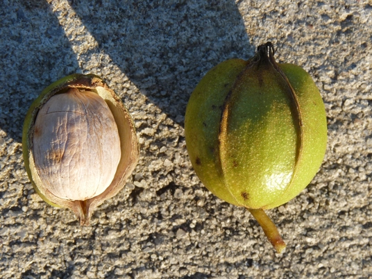 {Carya cordiformis}